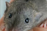 Соцсети умилили ушастики дамбо из саратовского мини-зоопарка