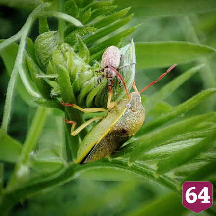 Саратовцу на Кумысной поляне позировали клопы 