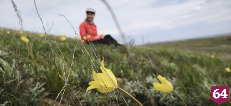 В Саратове цветут степной миндаль и дикие ирисы